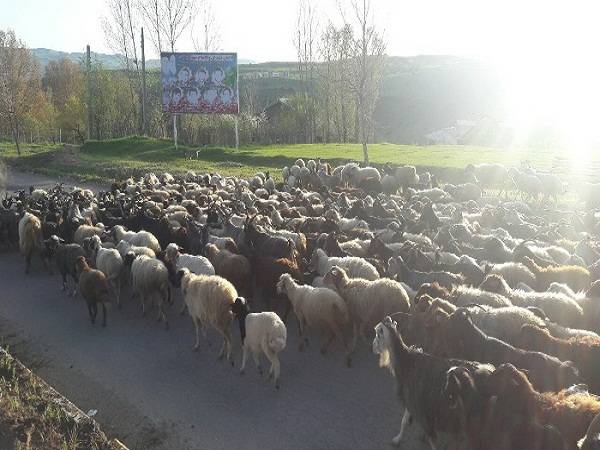 گوسفند گردانی در خیابان های اسپانیا