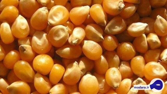 تولید الکل از ذرت های آلوده!؟