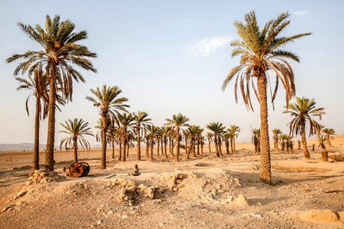 ۴۰ درصد از نخل های خوزستان از بین رفتند