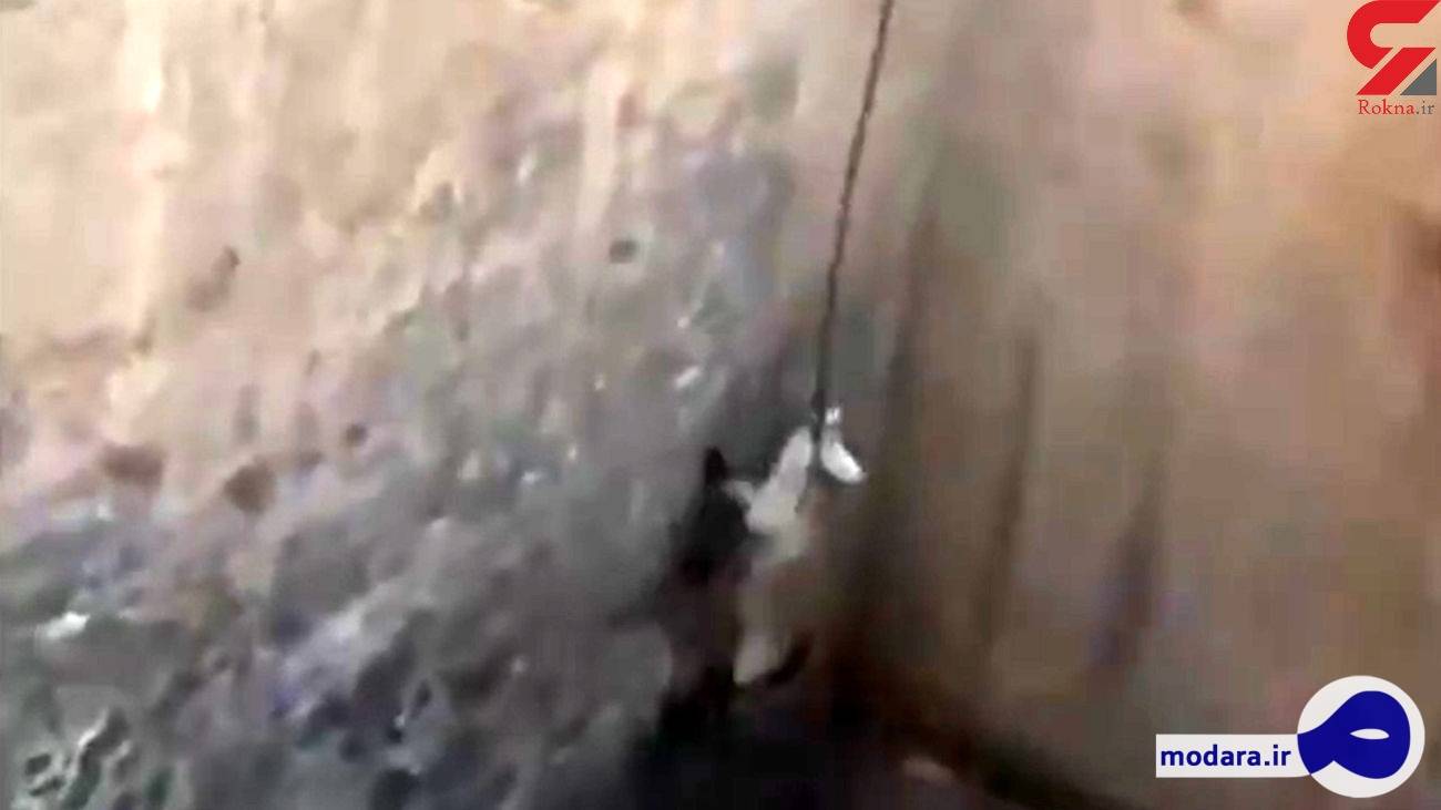 فیلم نجات جان یک روباه در جلفا