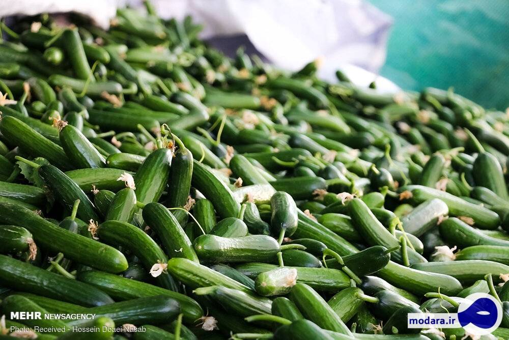 سلطان خیار دستگیر شد!