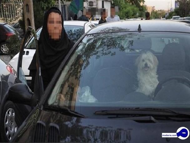 سگ‌گردانی در “پایتخت” ممنوع شد