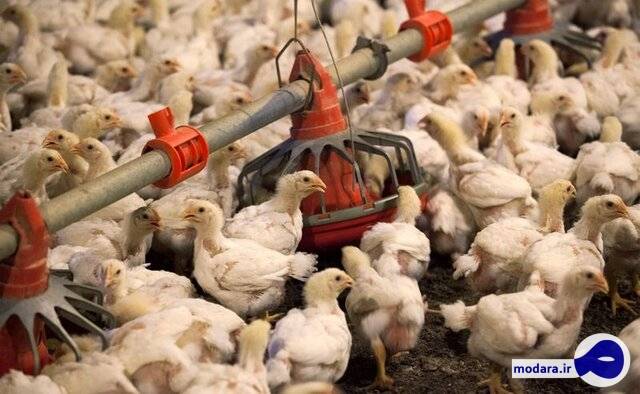 افزایش قیمت مرغ به معدوم‌سازی جوجه‌های یک‌روزه ارتباط دارد