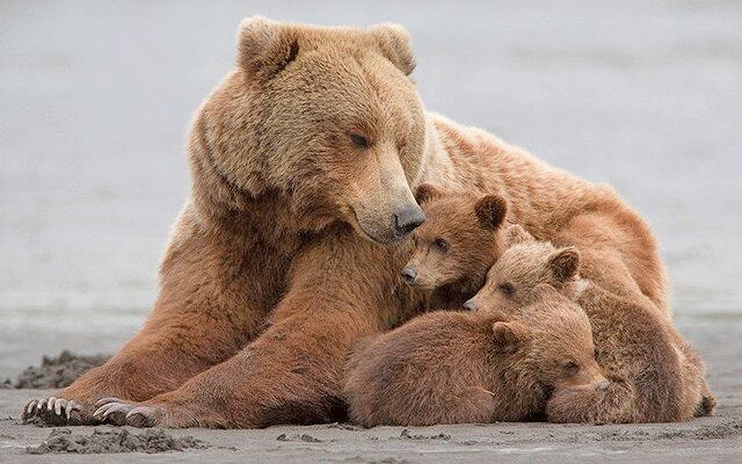 فیلم نجات خرس مادر و دو توله‌اش از استخر کشاورزی