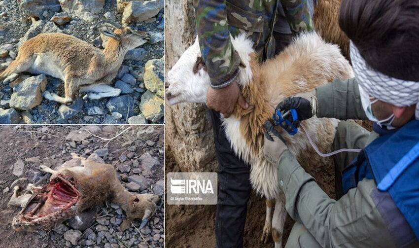 طاعون نشخوارکنندگان، ۳۳۰ راس تلفات داشت