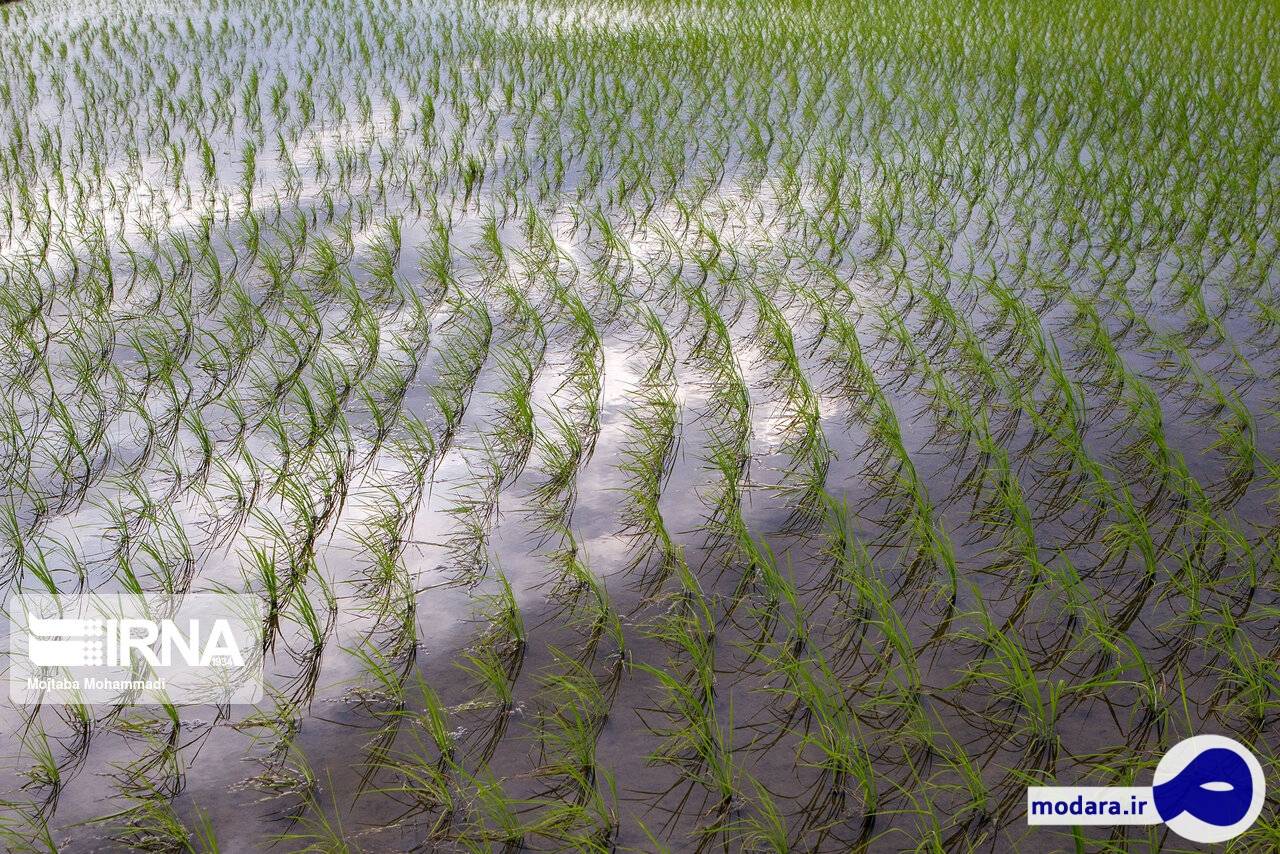 تصاویر نشاء برنج در گیلان‎