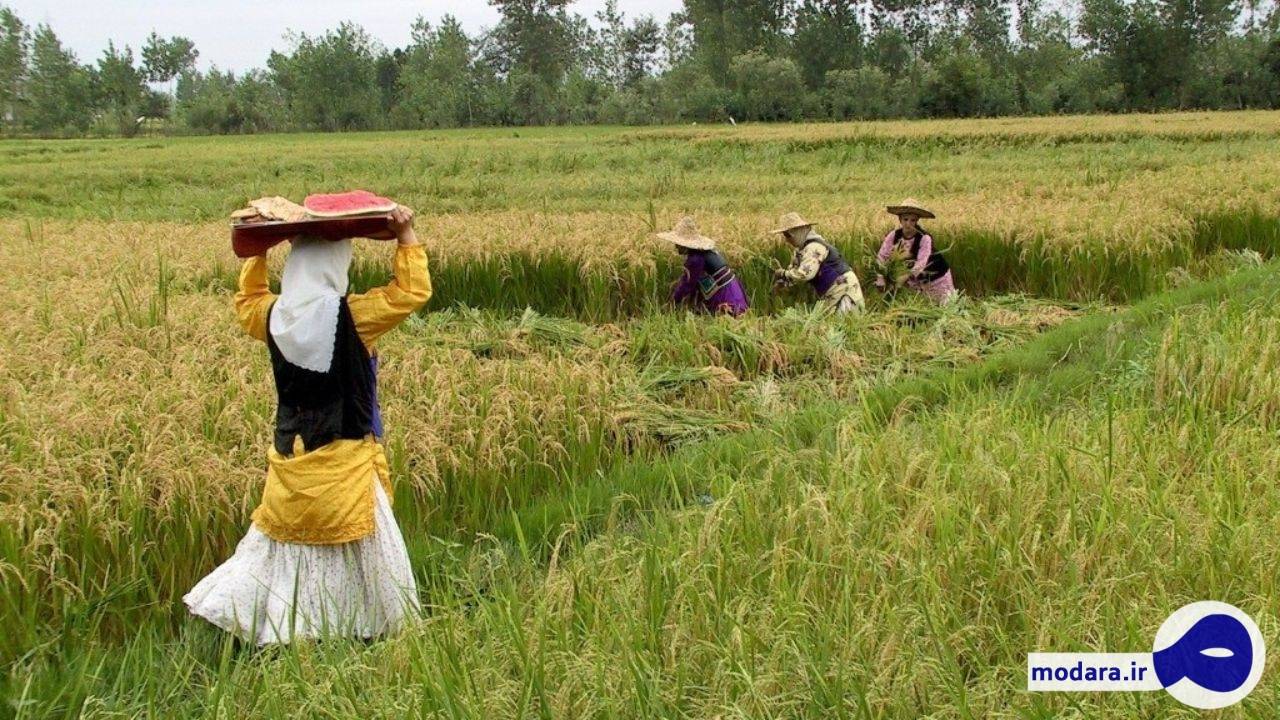 رشت، بزرگترین تولید کننده برنج در کشور