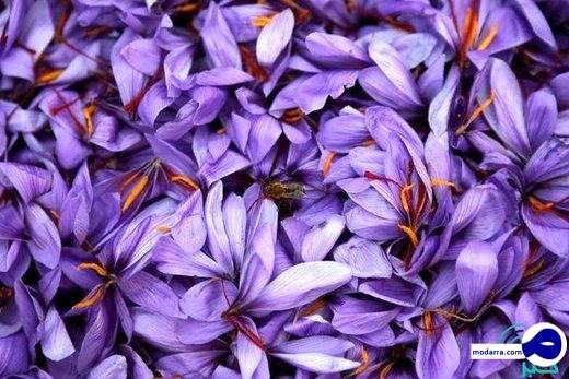 قیمت یک کیلو زعفران چقدر است؟