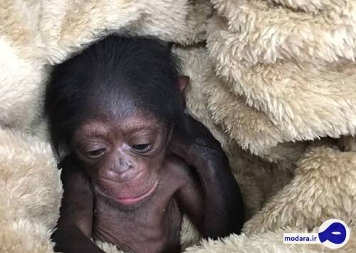 وضعیت «باران»، تنها شامپانزه ایران مشخص شد