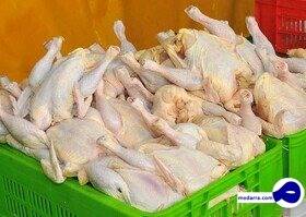 صادرات مرغ دوباره آزاد شد
