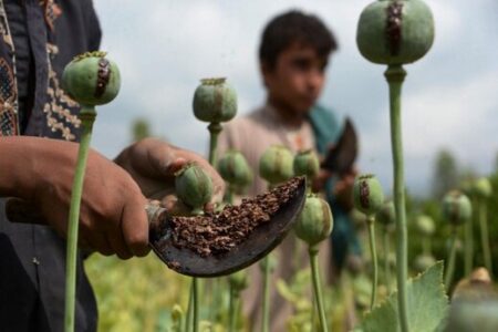 ممنوعیت کشت خشخاش در افغانستان، قیمت مواد را در ایران بالا می برد