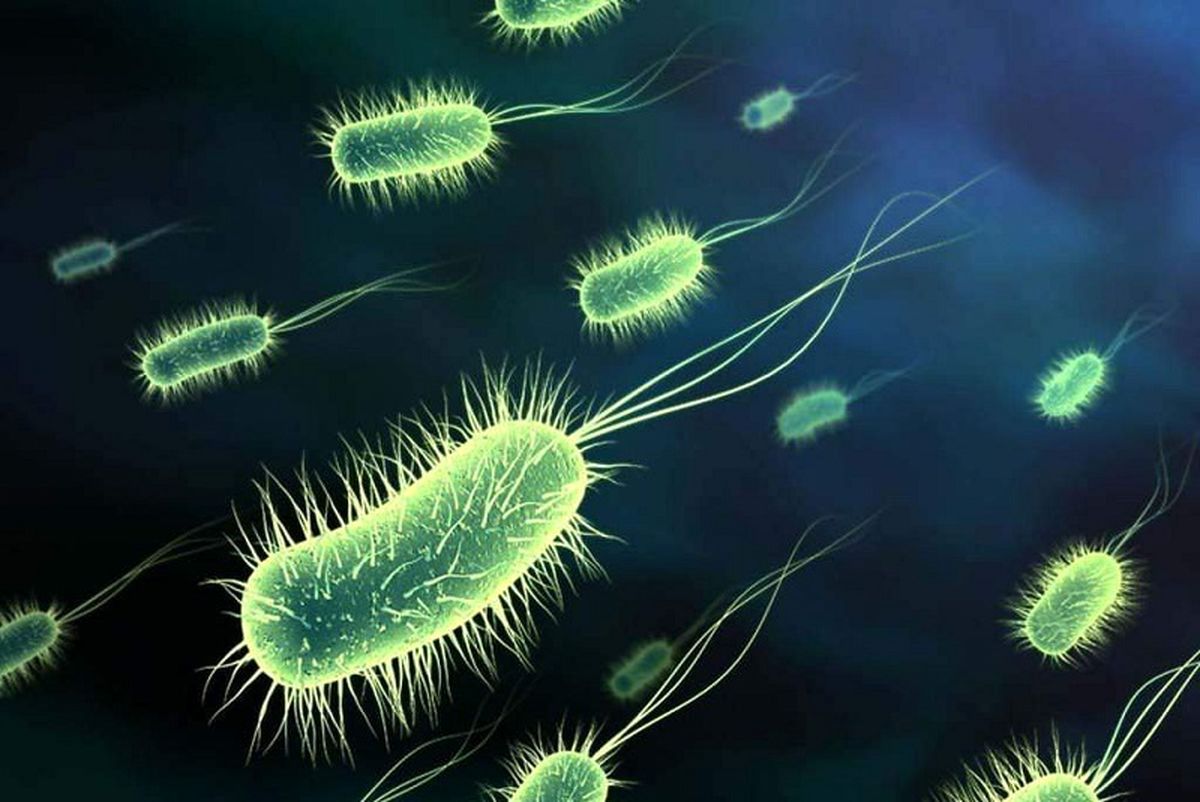 وزارت بهداشت اعلام کرد: شناسایی ۶۵ ابتلا به وبا در کشور