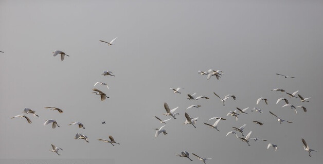 آغاز ورود پرندگان مهاجر به خوزستان از نیمه آبان / تاثیر گرمای هوا در مهاجرت پرندگان
