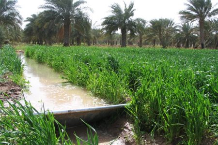 چرا حق‌آبه سالانه کشاورزی خوزستان محقق نشده است؟