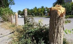 قطع درختان، منبع جدید درآمدزایی در شهرداری تهران