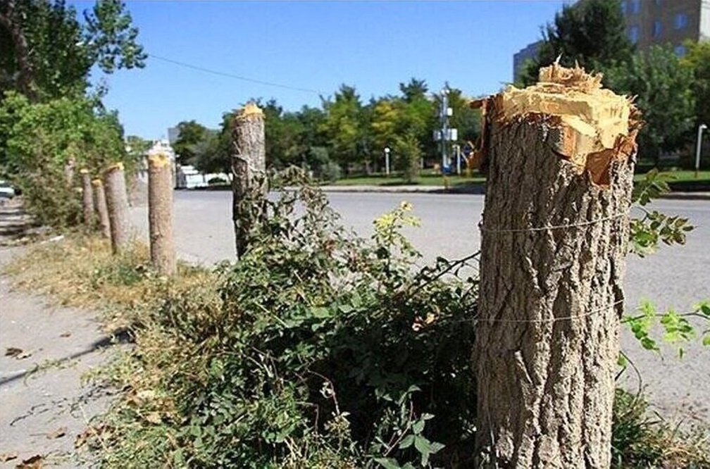 قطع درختان، منبع جدید درآمدزایی در شهرداری تهران