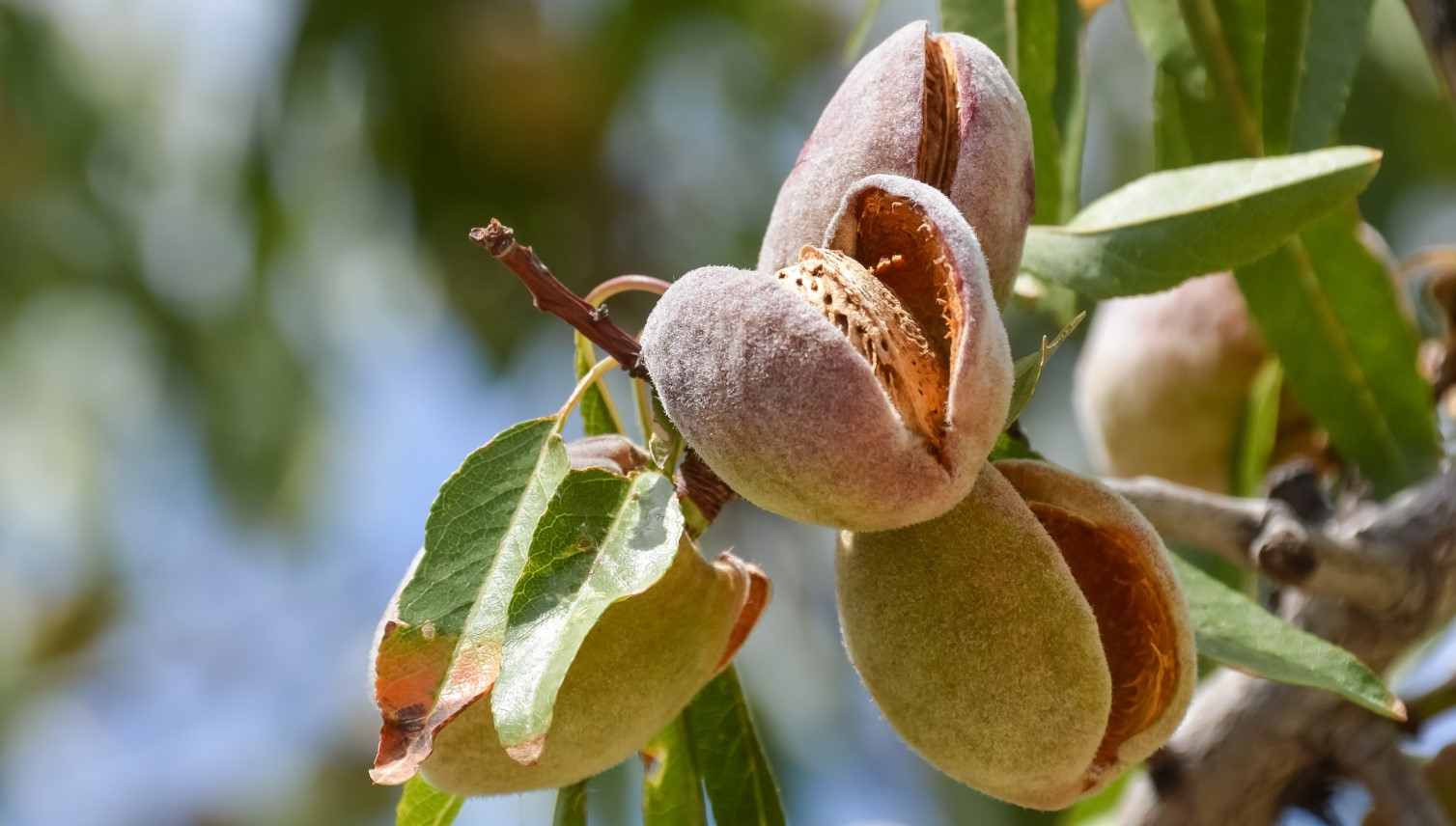 با انتخاب نژاد نهال بادام، بزرگترین تولید کننده میوه بادام در ایران باشید