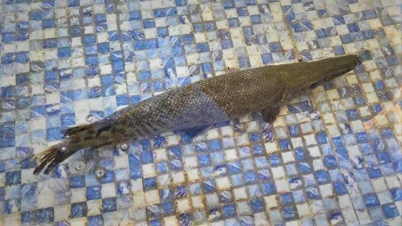 گونه غیربومی و مهاجم ماهی سر سوسماری در رودخانه کرخه شناسایی شد