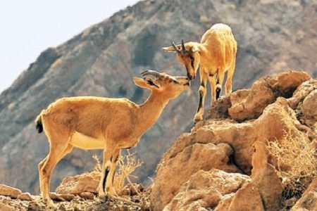 سرشماری حیات وحش پارک ملی موته انجام شد