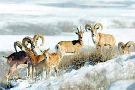 علوفه‌رسانی به حیات وحش اصفهان در روزهای برفی