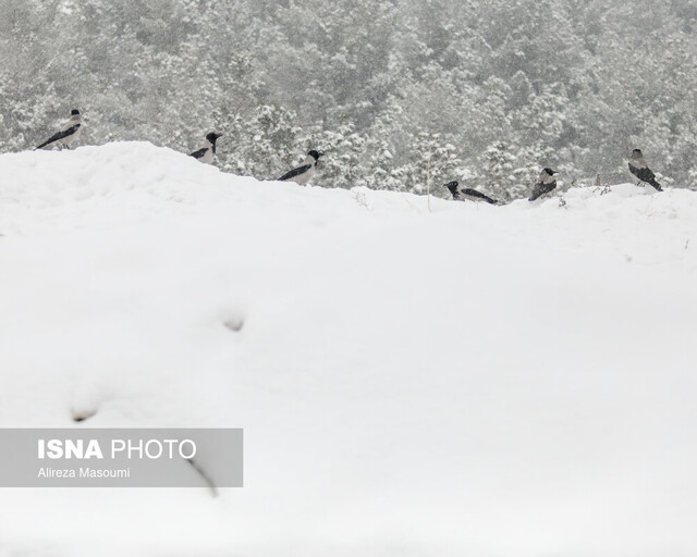 ستاد مدیریت بحران: بارش یک متری برف در گیلان / در برخی مناطق با قطعی برق مواجه هستیم