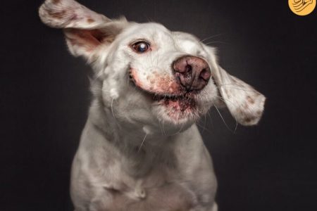 تصاویری جالب از سگ‌ها قبل از گرفتن خوراکی دلخواه/ عکس