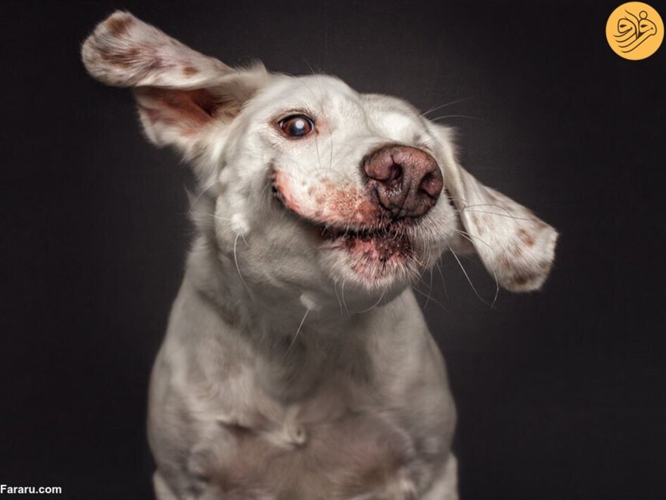تصاویری جالب از سگ‌ها قبل از گرفتن خوراکی دلخواه/ عکس