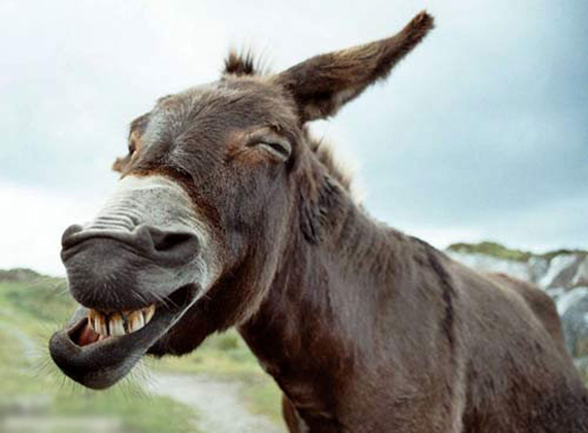 قیمت نجومی الاغ و شیر الاغ در بازار!