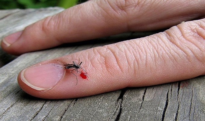 علت جذب پشه‌ها به بدن انسان کشف شد!