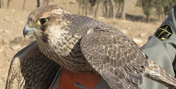 کشف پرنده شکاری کمیاب در اصفهان