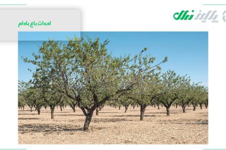 احداث باغ بادام از بزرگترین تولید کننده نهال بادام در ایران با یک قرن تجربه