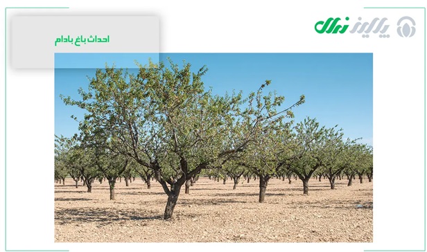 احداث باغ بادام از بزرگترین تولید کننده نهال بادام در ایران با یک قرن تجربه