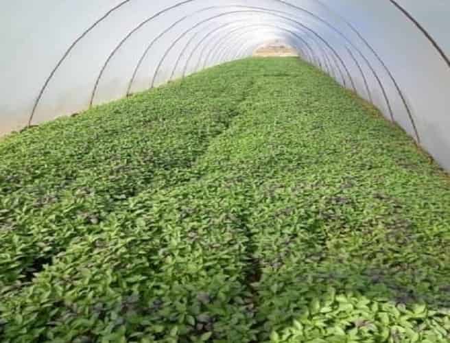  خرید سیلیکات پتاسیم: مواد شیمیایی برای کشاورزی و صنعت