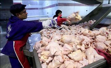 قیمت مرغ افزایش یافت؟