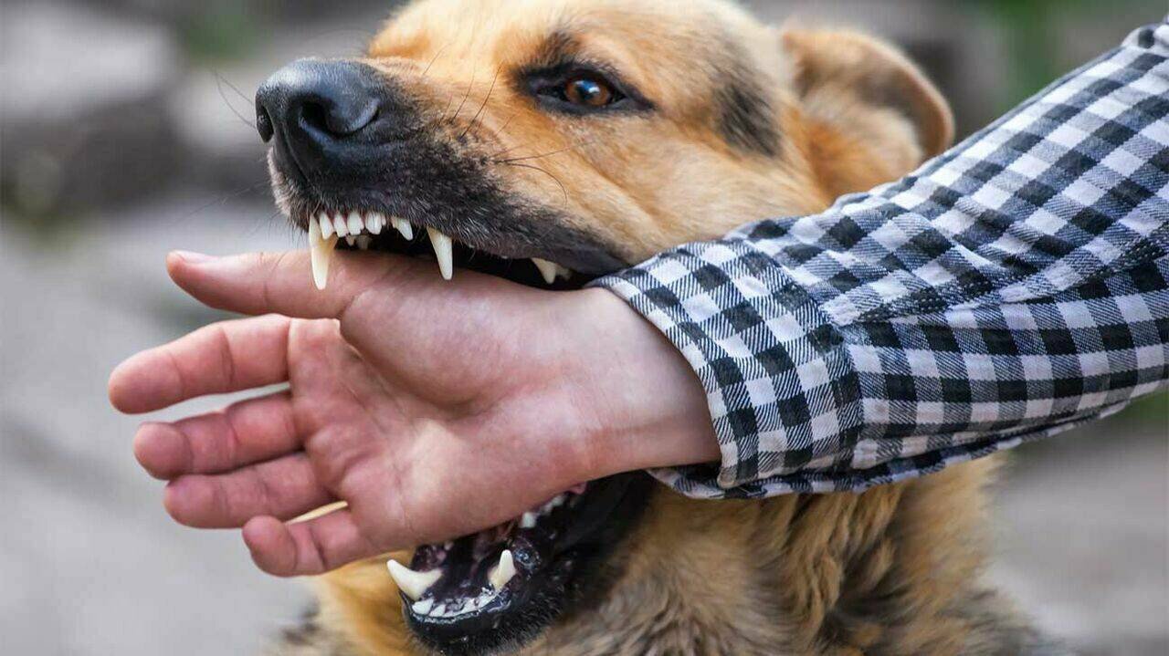 کیهان: سگ‌های دماوند ۹۰۰ نفر را گاز گرفتند؛ فقط هزینه سرم و واکسن این افراد یک میلیارد و ۴۰۰ میلیون تومان شده