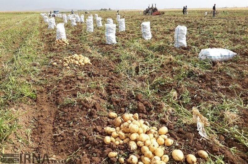 ۲۴ میلیون عدد بذر سیب زمینی در اصفهان تولید شد