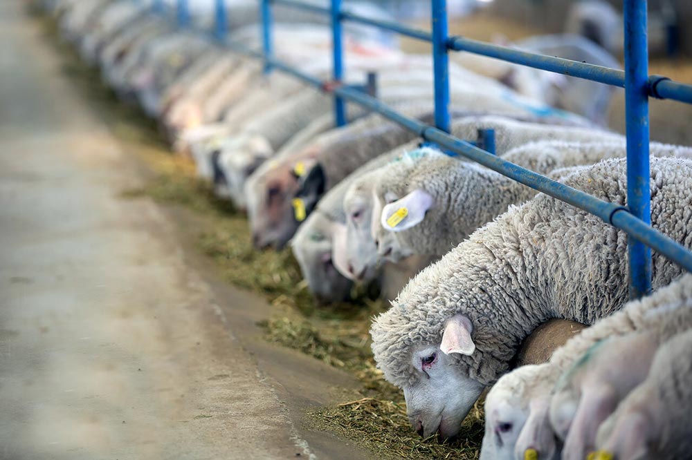 روزنامه جمهوری‌اسلامی: قیمت گوشت گران شده چون گوسفندهای پرواربندی شده به شکم شیوخ جنوب خلیج‌فارس می‌رود