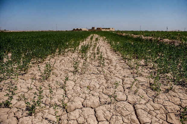 ۴۰ هزار هکتار اراضی غرب و شرق اصفهان زیر کشت غلات است