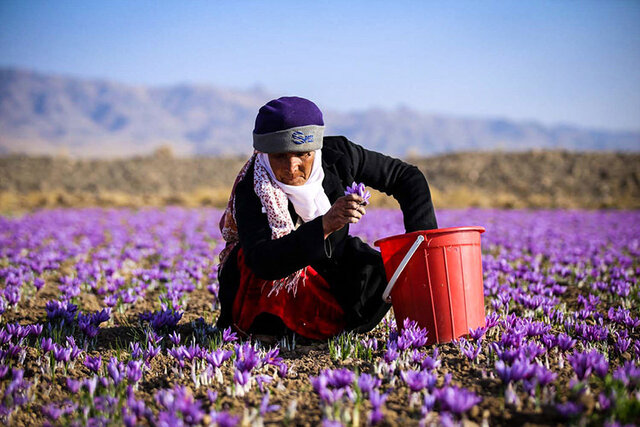 بازار‌های صادراتی زعفران را دو دستی تقدیم افغانستان کردیم / زعفران ایران از کشور خارج می‌شود و سپس با اسم کشور‌های دیگر مجدداً صادر می‌شود