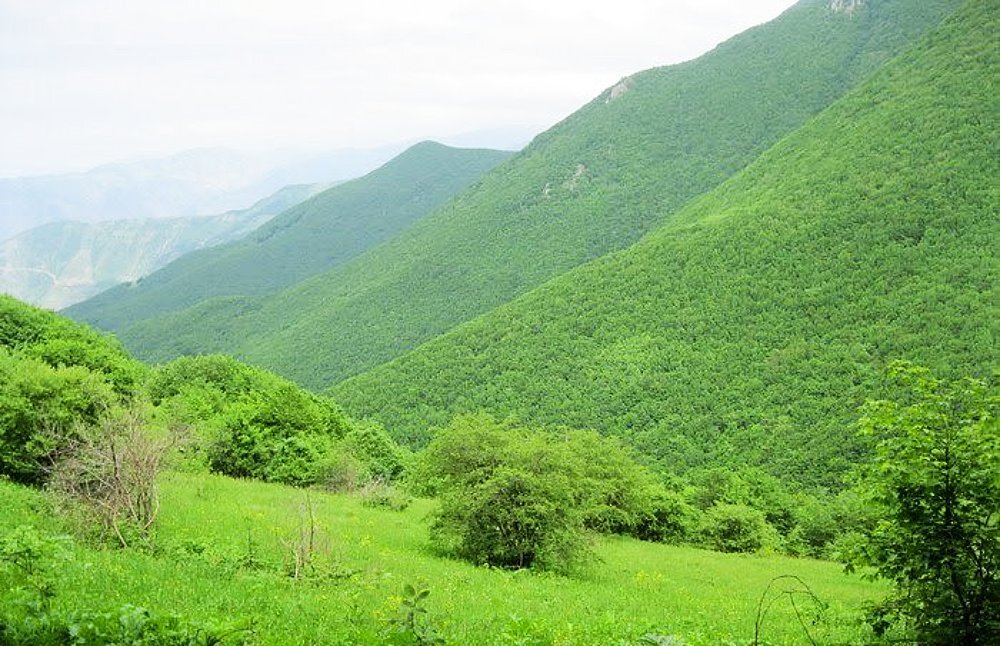 جنگل دیزمار و ورزقان کجاست؟