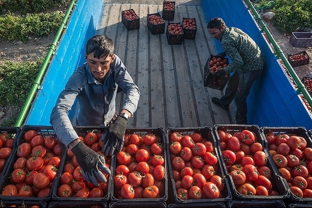 مرکز آمار جهش ۸۰ درصدی قیمت گوجه در یک ماه را تایید کرد