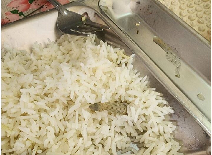 واکنش دانشگاه کاشان به ماجرای پیداشدن مارمولک در غذای سلف دانشجویی