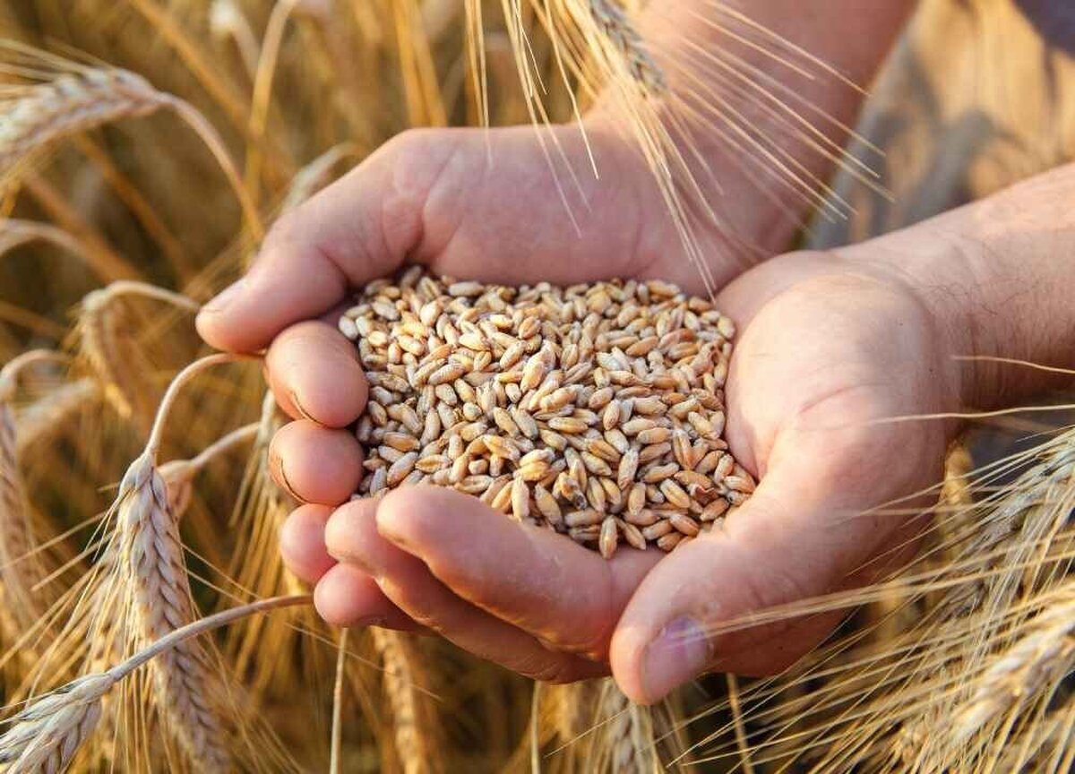 ۱۴ هزار تن گندم در اصفهان خرید تضمینی شد