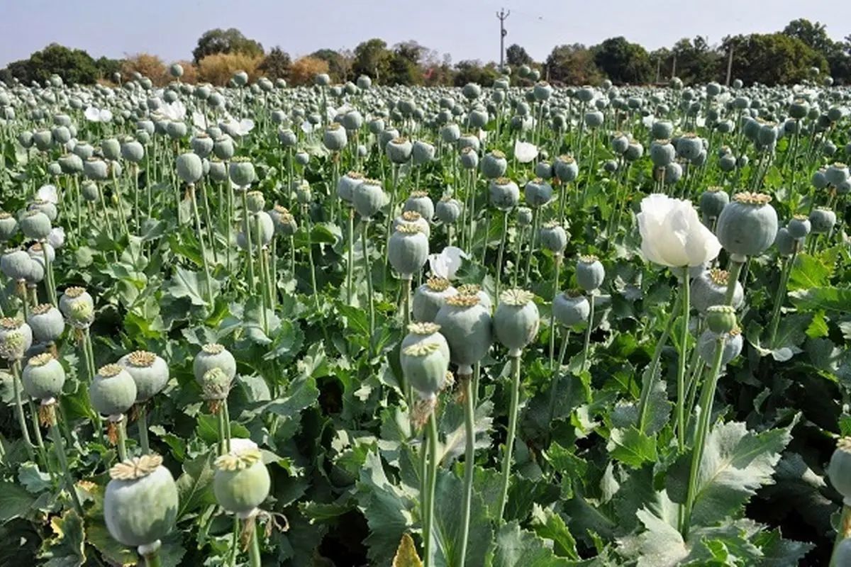 ستاد مبارزه با مواد مخدر: معنای زمزمه‌هایی که شنیده می‌شود، قانونی شدن کشت خشخاش نیست/ با کشت غیر قانونی به شدت برخورد می‌شود