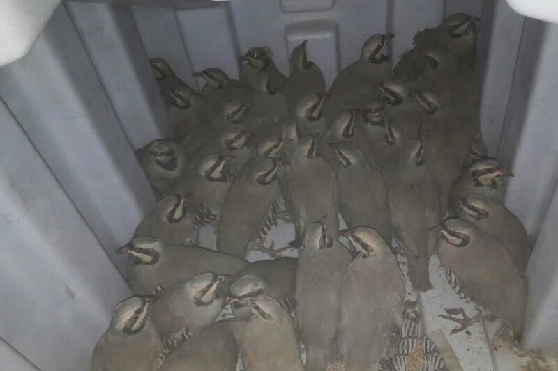 ۴۱ قطعه کبک در فریدون‌شهر کشف و در طبیعت رهاسازی شد
