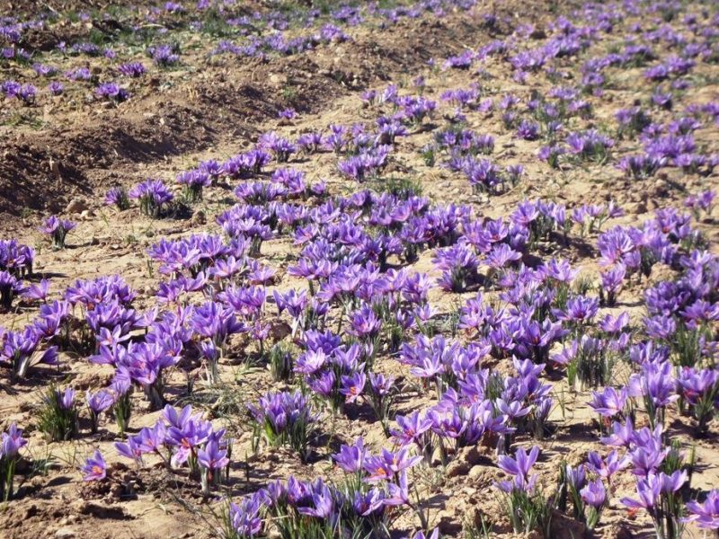 محلوجی: روستای علوی قطب کاشت و تولید زعفران در کاشان است