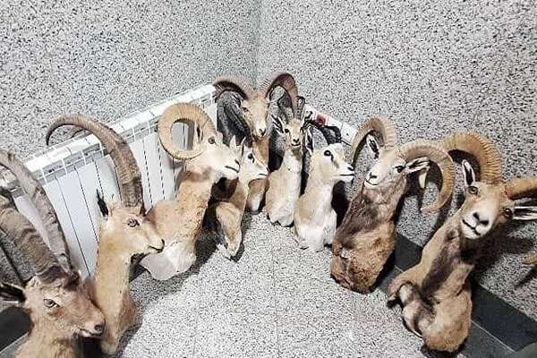 تاکسیدرمی‌های حیات وحش از منازل شکارچیان سابقه‌دار اصفهان جمع آوری شد
