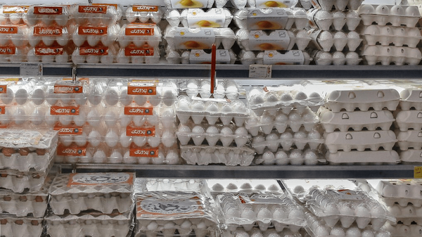 وزیر کشاورزی: قیمت فعلی تخم‌مرغ منطقی است