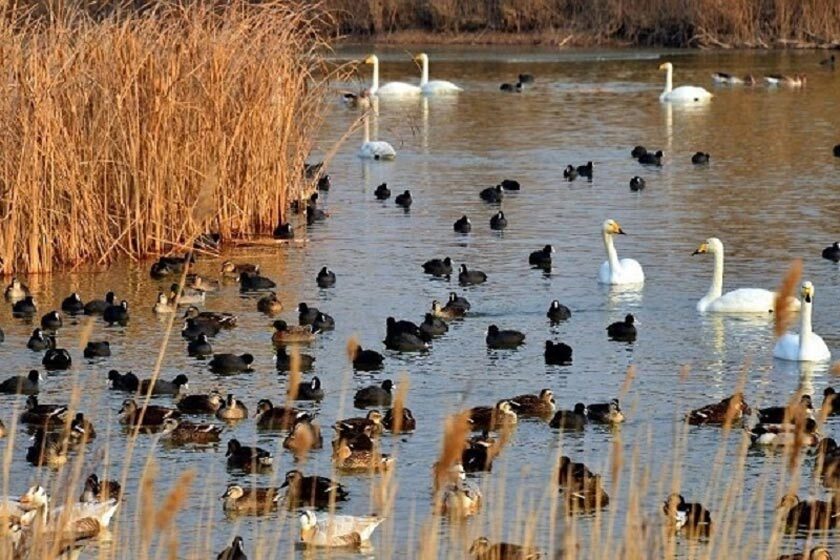 تالاب کانی برازان مهاباد، بهشت پرندگان ایران به طور کامل خشک شد