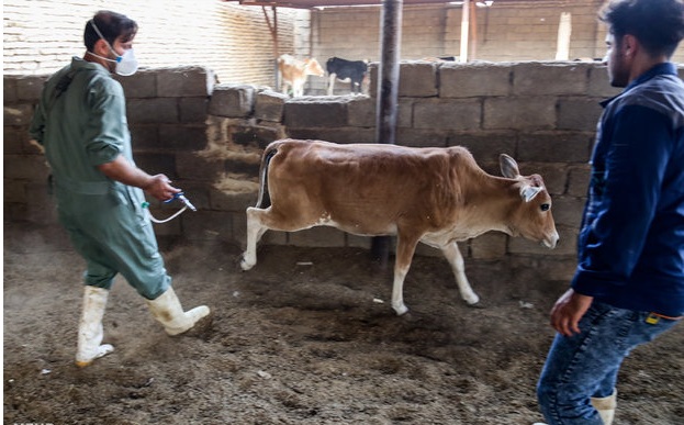 تب برفکی در اصفهان با حداقل تلفات کنترل شد؛ شناسایی ۱۸ کانون آلوده